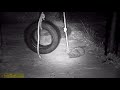 Lennie the leopard 3 - What little leopards do at night