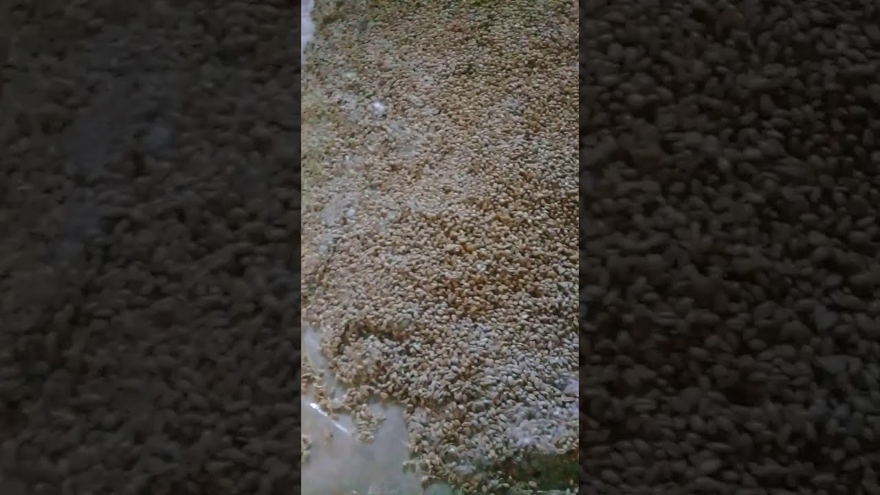 Бидай өндіру