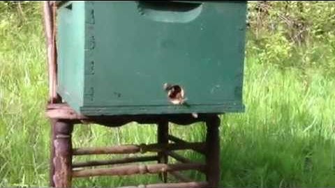 Scout bees from a swarm investigating a swarm trap