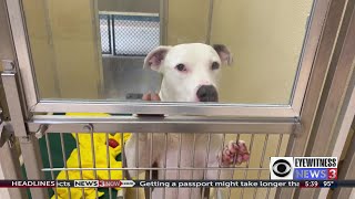 Pocatello Animal Shelter recognized as no-kill shelter