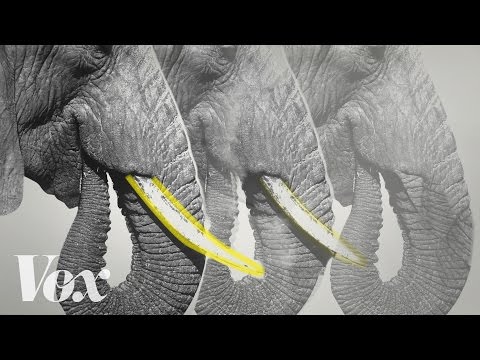 Video: Voor welk deel van de olifantenstroperij wordt gedaan?