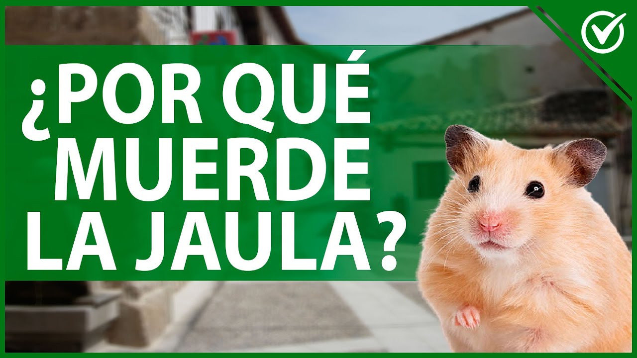 🐹 Por Qué mi Hámster Muerde la Jaula | Causas y Cómo Evitar que esto