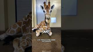 Giraffe Heights: The Gentle Giants of the Savanna! #giraffe #animals #shorts