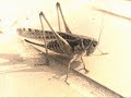 Cricket Sound