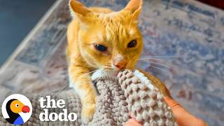 cat won t stop delivering his blankies mom dodo