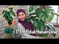 Jom gubah Pokok Monstera | Eco Shop | Beginners friendly