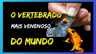 ESSE SAPINHO É MAIS MORTAL que a serpente mais venenosa do mundo. Phyllobates Terribilis