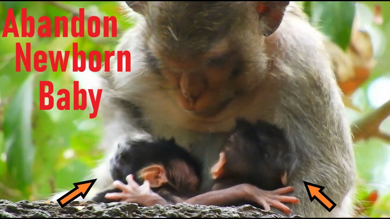 Newborn Baby Today Mom Abandon Today, Abandoned Calvin No Mom Care Needs Mom Casi to Adopt, Very Sad