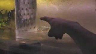 Serrasalmus Rhombeus