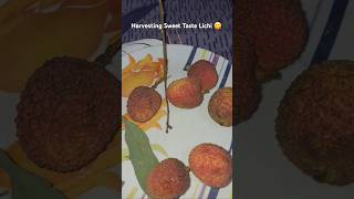 Harvesting Sweet Taste Lichi #shorts #fruit #lichi #cookingchannel