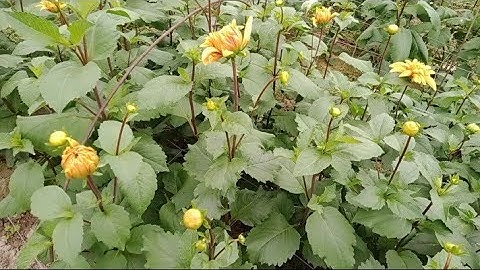 Cách Chọn Những Cây Hoa Thược Dược Đạt Tiêu Chuẩn Để Làm Giống Cho Vụ Sau [Dahlias]