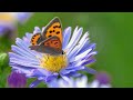 Deep Sleep Piano Music with Gentle Wind Chimes & Rain