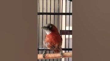 TEPUS KEPALA ABU GACOR NGEBREN NYIUL
