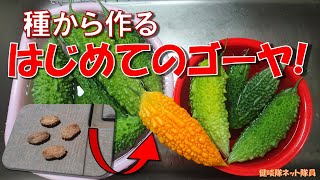 【ゴーヤ栽培】失敗しない種蒔き！家庭用プランターで大量のゴーヤを作る【誰でも簡単】ゴーヤチャンプル好き必見(健啖隊ネット隊員 y.katsu)