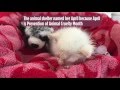 Kitten survives after being thrown out of car