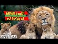 الأسود المسيطرة الزمرة التي هزمت الجميع حتى نفسها زمرة أسود مابوغو 