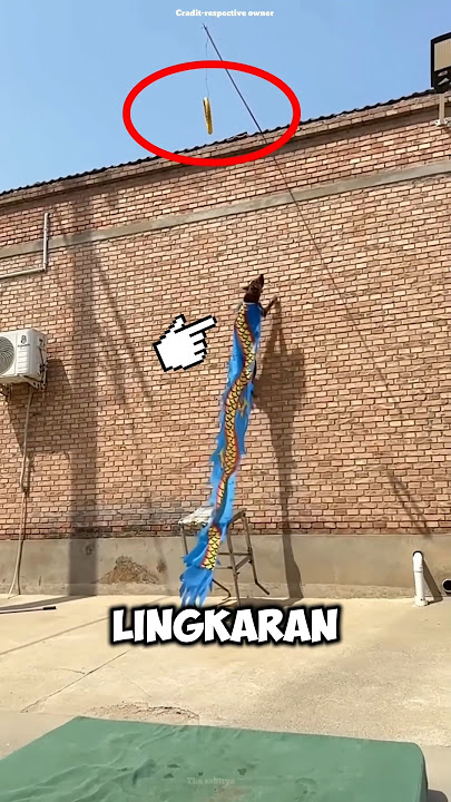 This Dog Turns Out to Be Not Just Any Dog!