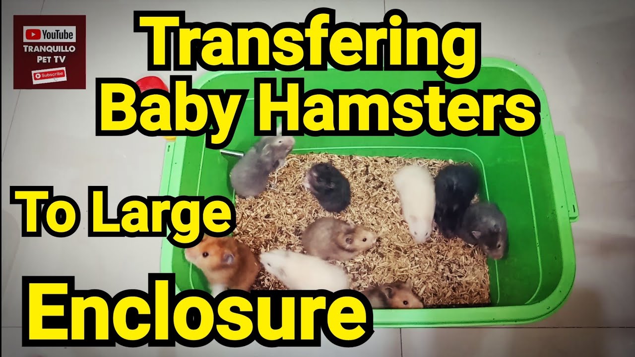 Transfering Baby Hamsters to Large Enclosure MUST WATCH! YouTube