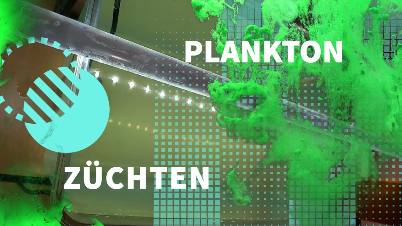 5,5 Liter Phytoplankton Synechococcus Meerwasser Plankton Gegen Cyano