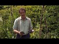 Gardening Advice episode 12 - How to grow chrysanthemums