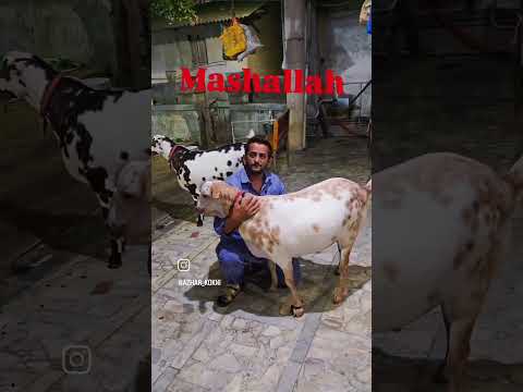 Allah ka shukr hai...#eidmubarak #viral #instagram #youtubeshorts #maharashtra #nashik