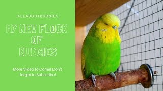 Birds of A Feather - English Budgies by AllAboutBudgies 5,230 views 5 years ago 2 minutes, 58 seconds