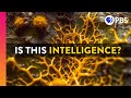 Slime Mold Intelligence and Behavior Quiz