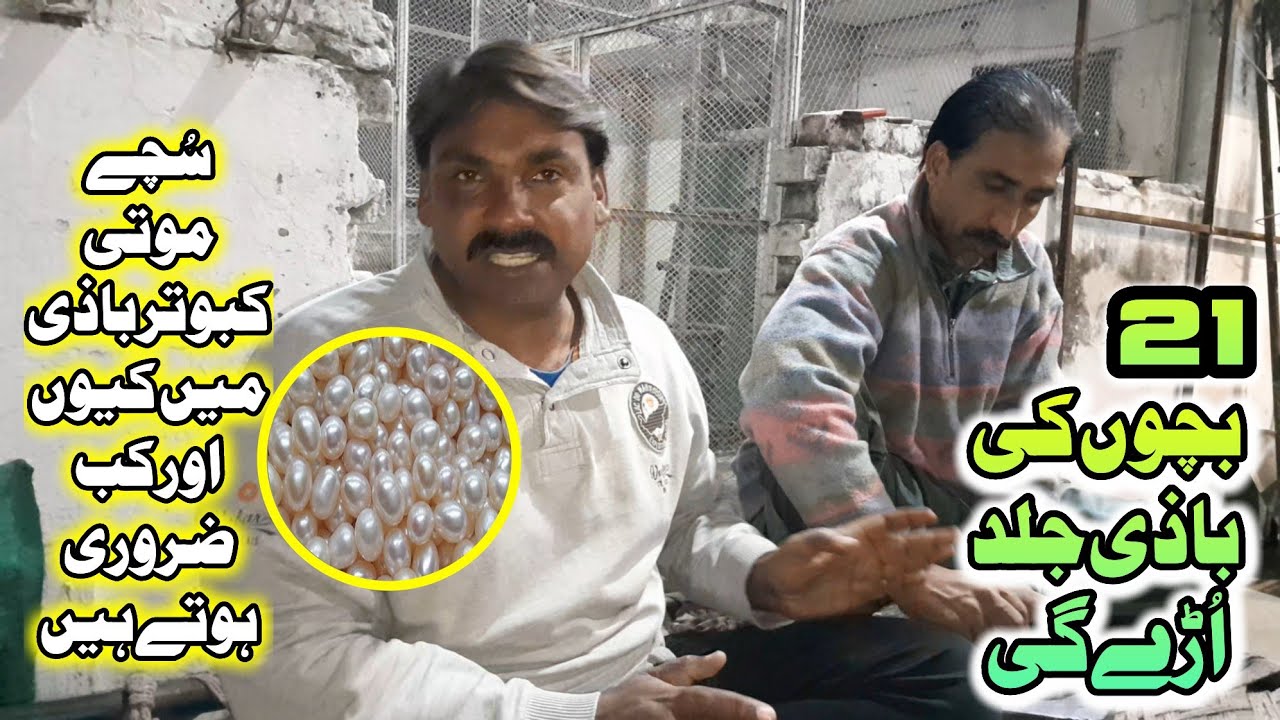 Suche Moti Kabotar Bazi Main Kiyon Zarori Hen| कबूतर के शिकार में सच्चे मोती क्यों महत्वपूर्ण हैं?