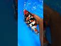 Doitsu Showa Jumbo Tosai Hiroi Koi Farm Nishikigoi Koifish Koipond Koicollection Aquarium Koi 