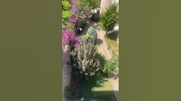 تلاوة مباركة من القرآن الكريم بصوت القارئ الشيخ ماهر المعيقلي 🤲💚