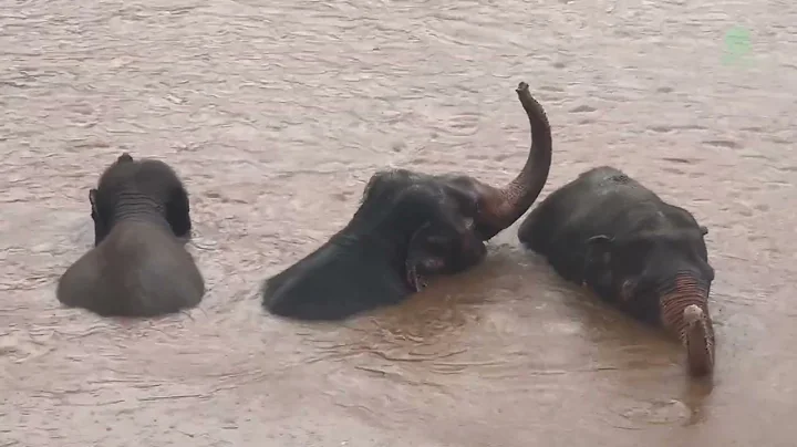 Three Rescued Elephants Get A Conversation While Raining In River - ElephantNews - DayDayNews