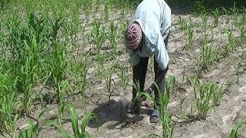 Sowing and thinning sorghum (Summary)