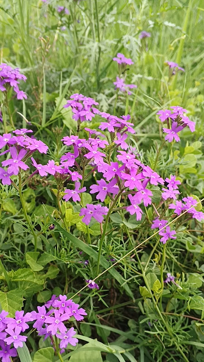 Glandularia aristigera, moss verbena, South American mock vervain, Mayne's curse#wildlife #plants