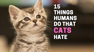 15 Things Humans Do That Cats Hate | Animal Globe
