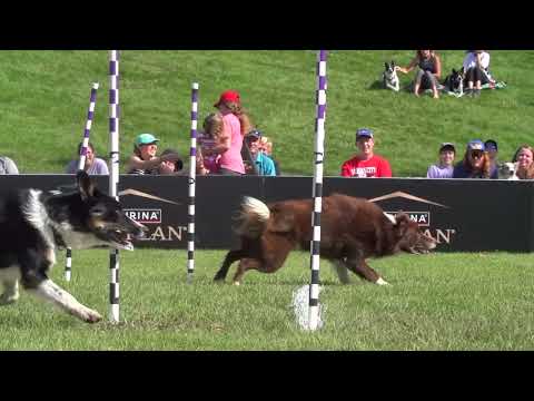 Incredible Dog Challenge 2024 National Finals Presented by Purina Pro Plan