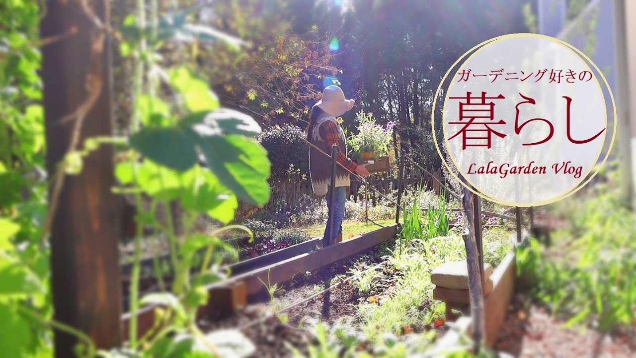 【ガーデニングと暮らしのVlog】晩秋の庭仕事・暮らしの台所とお弁当・庭で育てるキノコ・LalaGarden Vlog