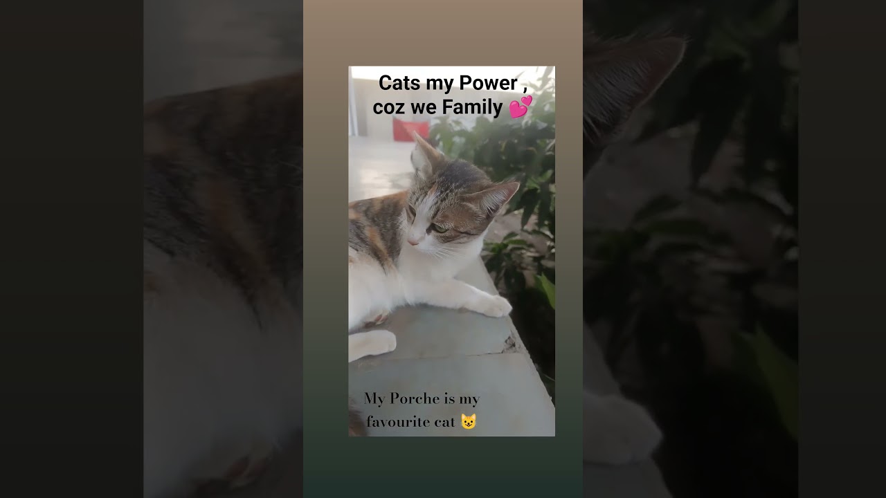 #catlovers #catfamily #catmommy  #cats , I was cat previous birth ???? #love is #you , thankyou lord❤️