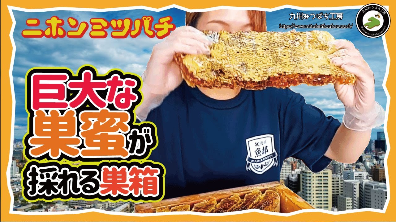 蜂の巣　天然　本物　縁起物　スズメバチ　本体のみ　箱は付属なし 蜂の巣 天然 本物 縁起物 スズメバチ 本体のみ 箱は付属なし