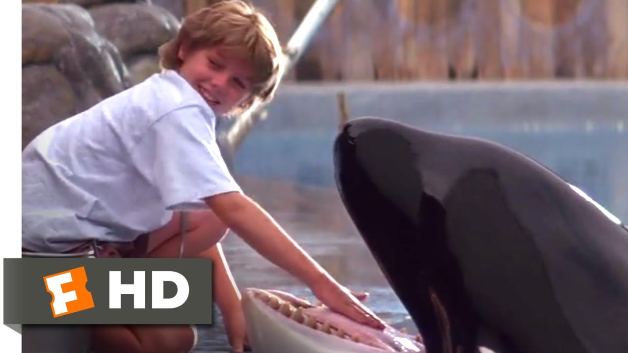 Free Willy (1993) Training Willy Scene (5/10) Movieclips YouTube