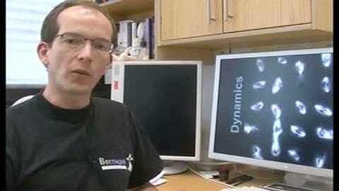 Chromatin shapes the mitotic spindle