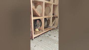 Pet Rat Eating Apple