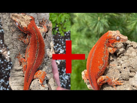 How I Breed My Gargoyle Geckos