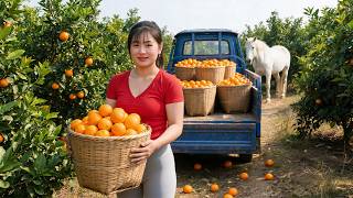 Harvesting Fresh Green Oranges | Selling at Market and Raising Chicks | Off Grid Farm Life