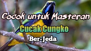 Download Lagu Masteran yang paling di cari para kicau mania, CUCAK CUNGKO MP3 Download Lagu Masteran yang paling di cari para kicau mania, CUCAK CUNGKO MP3