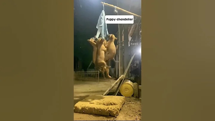 Just a typical day in the life a of a Malinois puppy... 🤣😅