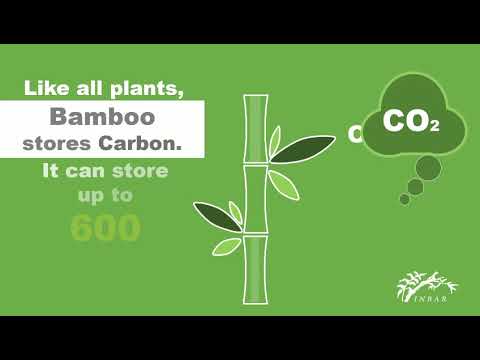 #ThinkBamboo - Bamboo for Sustainable Development