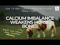 Calcium Imbalance Weakens Horse Bones