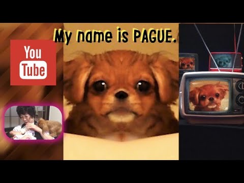 【狆チワ】ペットショップで売れ残っていたミックス犬、パグエ。家族になった4年前の映像です。【目指せ!癒し系わんこ】