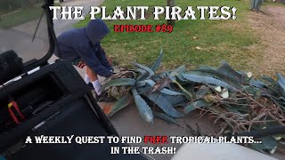 Finding FREE Tropical Plants in the Trash! The Plant Pirates Episode #89
