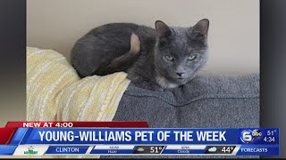 Young-Williams Pet of the Week: Simone
